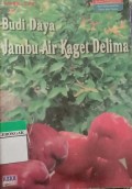 Budidaya Jambu Air Kaget Delima